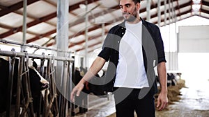 Man or farmer with cows in cowshed on dairy farm