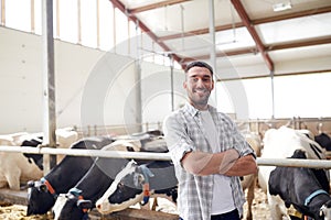 Man or farmer with cows in cowshed on dairy farm