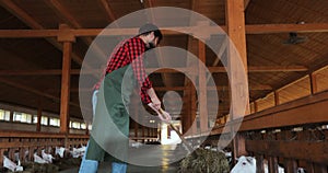 Man farmer giving fresh hay to goat standing barn stall. Farm employee feeding cattle herd in farmland. Man caring