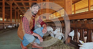 Man farmer giving fresh hay to goat standing barn stall. Farm employee feeding cattle herd from hands in farmland