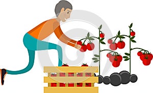Man farmer harvesting tomato vector icon isolated on white