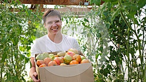 A man farmer harvests in a greenhouse. The farmer holds a box of organic vegetables-tomatoes. Organic Farm Food Harvest