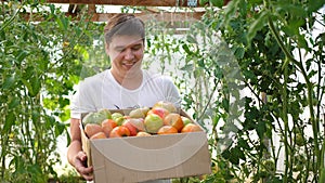 A man farmer harvests in a greenhouse. The farmer holds a box of organic vegetables-tomatoes. Organic Farm Food Harvest