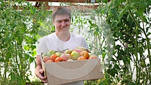 A man farmer harvests in a greenhouse. The farmer holds a box of organic vegetables-tomatoes. Organic Farm Food Harvest