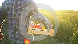 Man farmer holding box of organic vegetables in sunset field: carrots, potatoes, zucchini, tomatoes. Farmer`s market