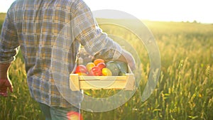 Man farmer holding box of organic vegetables in sunset field: carrots, potatoes, zucchini, tomatoes. Farmer`s market