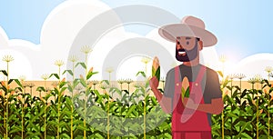 Man farmer holding corn cob african american countryman in overalls standing on corn field organic agriculture farming