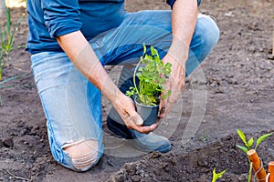 Man farmer planting parsley seedlings in garden outdoors