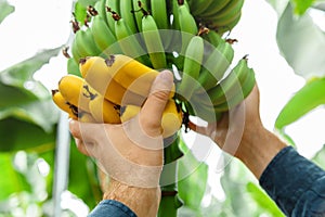 Man farmer pluck harvesting ripe yellow bananas fruit harvest from banana branch on young palm trees against plantation