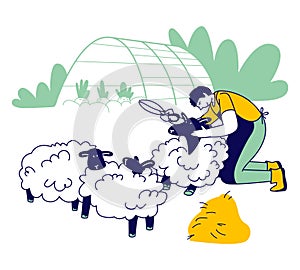 Man Farmer Shearing Sheep for Wool. Sheepshearer Character at Working Process on Farm. Shearer Man Removing Sheep Wool photo