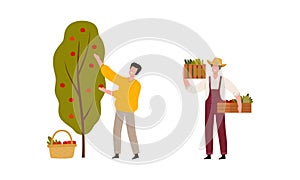 Man Farmer in Straw Hat Gathering Apple from Tree and Carrying Crate with Crops Vector Illustration Set