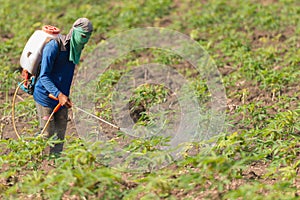 Man farmer to spray herbicides or chemical fertilizers on the fields green manioc growing.