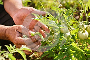 Man Farmer Tomato Field Showing Millepede Bug On Leaf