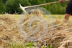 Man farmer turns the hay with a hay fork