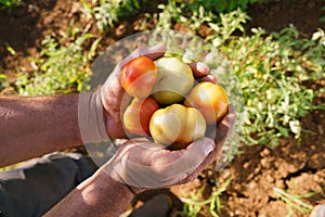 Man Farmer At Work Holding Tomatoes In His Hands