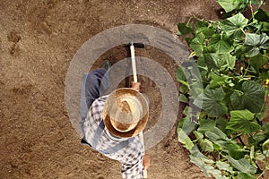 Man farmer working with hoe in vegetable garden, hoeing the soil