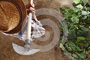 Man farmer working with hoe in vegetable garden, hoeing the soil