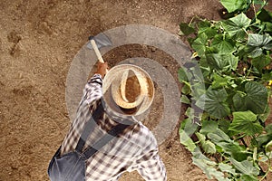 Man farmer working with hoe in vegetable garden, hoeing the soil near a cucumber plant, top view copy space template