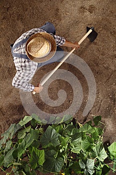 Man farmer working with hoe in vegetable garden, hoeing the soil