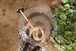 Man farmer working with hoe in vegetable garden, hoeing the soil