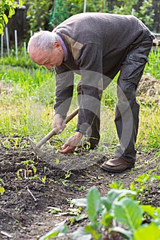 Man farmer working with hoe in vegetable garden