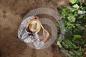 Man farmer working with pitchfork in vegetable garden, dig the soil near a cucumber plant, top view copy space template