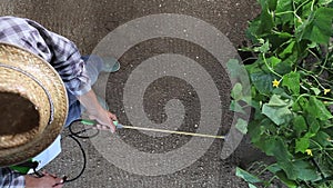 Man farmer working in vegetable garden, pesticide sprays on plants, top view and copy space