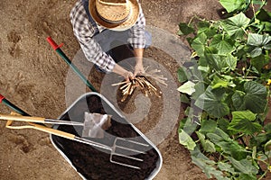 Man farmer working in vegetable garden, wheelbarrow full of fer