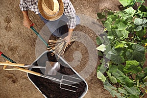 Man farmer working in vegetable garden, wheelbarrow full of fertilizer with spade and pitchfork, bamboo sticks for tie the plants