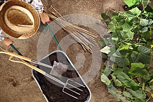 Man farmer working in vegetable garden, wheelbarrow full of fertilizer with spade and pitchfork, bamboo sticks for tie the plants