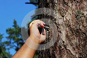 a man fastens a ring to the pine for fixing a person and flogging. concept of sadomasochism, reportage photography.