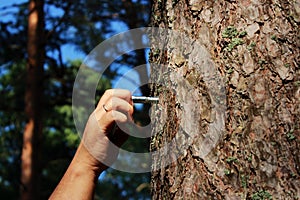 a man fastens a ring to the pine for fixing a person and flogging. concept of sadomasochism, reportage photography.