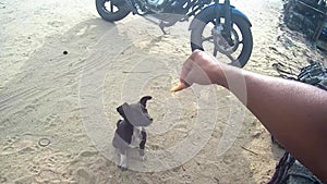 Man feeding biscuits to the dog puppy from top angle