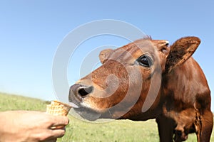 Man feeding brown calf with ice cream outdoors. Animal husbandry