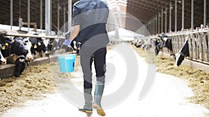 Man feeding cows with hay in cowshed on dairy farm