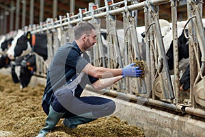 Man feeding cows with hay in cowshed on dairy farm