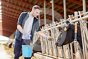 Man feeding cows with hay in cowshed on dairy farm