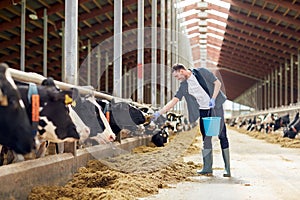 Man feeding cows with hay in cowshed on dairy farm photo