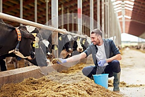 Man feeding cows with hay in cowshed on dairy farm photo