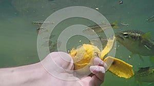 Man feeding fish with hands of ripe mango