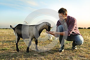 Man feeding goat at farm. Animal husbandry