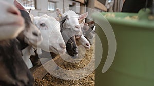 Man feeding the goat from hands with corn sticks