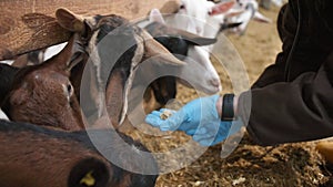 Man feeding the goat from hands with corn sticks