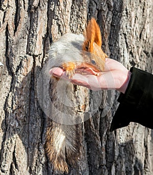 Man are feeding from hand fluffy squirrel