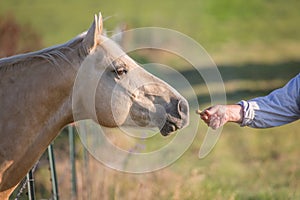 Man feeding horse a treat photo