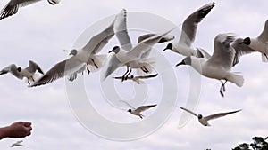 A man is feeding a large flock of seagulls from his hand.