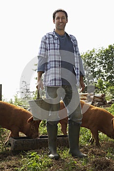 Man Feeding Pigs In Sty photo