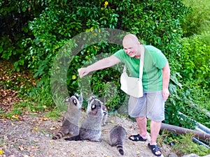 The man is feeding raccoons. Domestication of wild animals.