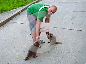 The man is feeding raccoons. Domestication of wild animals. photo