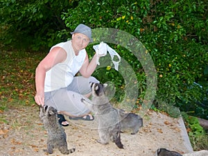 The man is feeding raccoons. Domestication of wild animals. photo